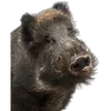 🐗 Эмодзи «Кабанчики» для Telegram