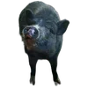 🐗 Эмодзи «Кабанчики» для Telegram