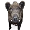 🐗 Эмодзи «Кабанчики» для Telegram