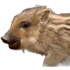 🐗 Эмодзи «Кабанчики» для Telegram