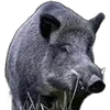 🐗 Эмодзи «Кабанчики» для Telegram