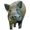 🐗 Эмодзи «Кабанчики» для Telegram