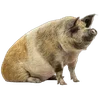 🐗 Эмодзи «Кабанчики» для Telegram