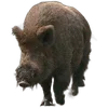 🐗 Эмодзи «Кабанчики» для Telegram