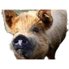 🐗 Эмодзи «Кабанчики» для Telegram