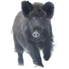🐗 Эмодзи «Кабанчики» для Telegram