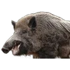 🐗 Эмодзи «Кабанчики» для Telegram