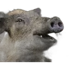 🐗 Эмодзи «Кабанчики» для Telegram