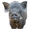 🐗 Эмодзи «Кабанчики» для Telegram
