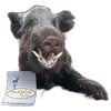 🐗 Эмодзи «Кабанчики» для Telegram