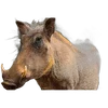🐗 Эмодзи «Кабанчики» для Telegram