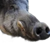 🐗 Эмодзи «Кабанчики» для Telegram