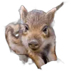 🐗 Эмодзи «Кабанчики» для Telegram