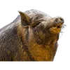 🐗 Эмодзи «Кабанчики» для Telegram