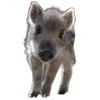 🐗 Эмодзи «Кабанчики» для Telegram