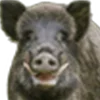🐗 Эмодзи «Кабанчики» для Telegram