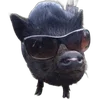 🐗 Эмодзи «Кабанчики» для Telegram