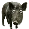 🐗 Эмодзи «Кабанчики» для Telegram