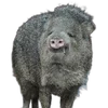 🐗 Эмодзи «Кабанчики» для Telegram