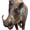 🐗 Эмодзи «Кабанчики» для Telegram