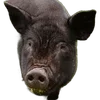 🐗 Эмодзи «Кабанчики» для Telegram