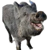 🐗 Эмодзи «Кабанчики» для Telegram