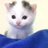 🥛 Эмодзи «Как жизнь?» для Telegram