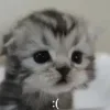 🍓 Эмодзи «Как жизнь?» для Telegram
