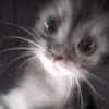 🌟 Эмодзи «Как жизнь?» для Telegram