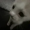 🐈‍⬛ Эмодзи «Как жизнь?» для Telegram