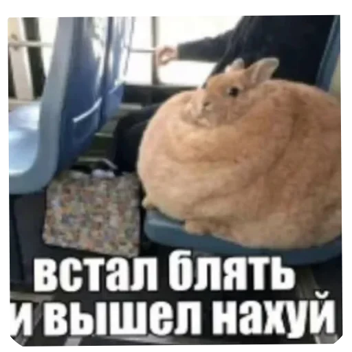 🫵 Стикер «кактусинские принадлежности» для Telegram
