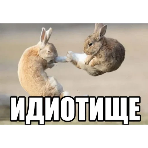 🙄 Стикер «кактусинские принадлежности» для Telegram