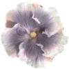 🌸 Эмодзи «𝔨𝔞𝔪𝔦𝔰𝔥𝔦𝔯𝔬 𝔯𝔦𝔷𝔢» для Telegram