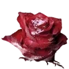 🌹 Эмодзи «𝔨𝔞𝔪𝔦𝔰𝔥𝔦𝔯𝔬 𝔯𝔦𝔷𝔢» для Telegram
