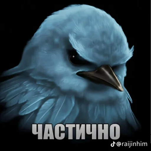 🤩 Стикер «Блотные и крутые птички» для Telegram