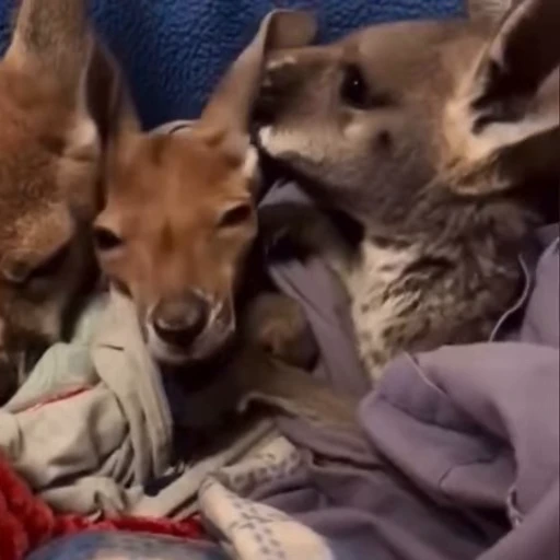 👩‍❤️‍💋‍👨 Стикер «kangaroos» для Telegram