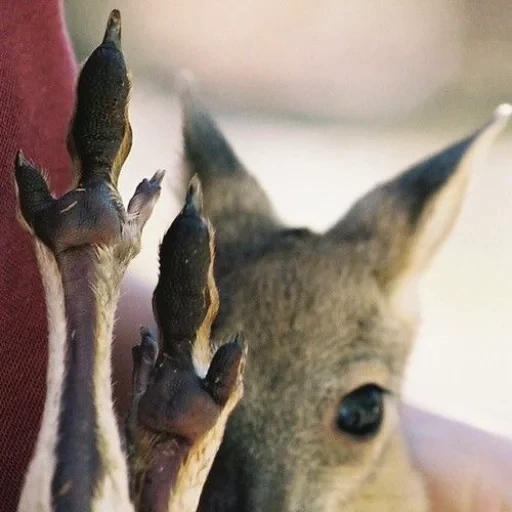 🦶 Стикер «kangaroos» для Telegram