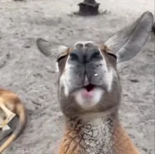 😋 Стикер «kangaroos» для Telegram