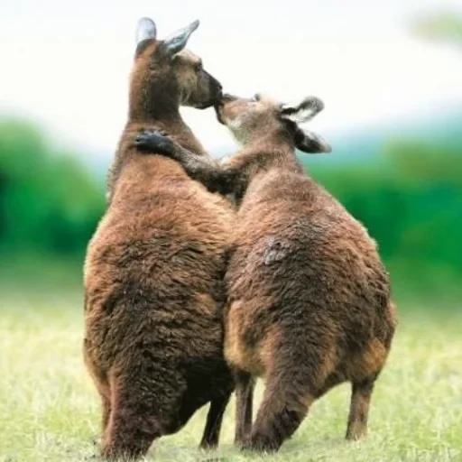 😘 Стикер «kangaroos» для Telegram