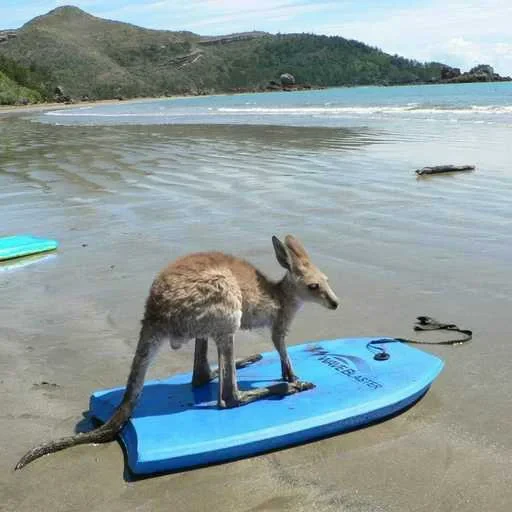 🏄 Стикер «kangaroos» для Telegram