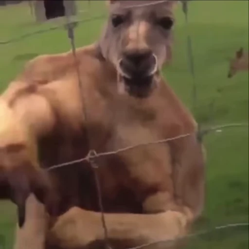 👊 Стикер «kangaroos» для Telegram