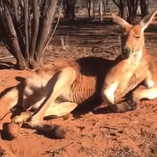 😏 Стикер «kangaroos» для Telegram