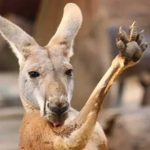 Стикерпак kangaroos для Telegram — скачать