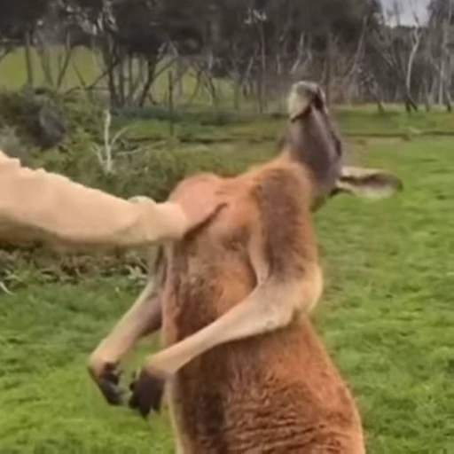 😍 Стикер «kangaroos» для Telegram