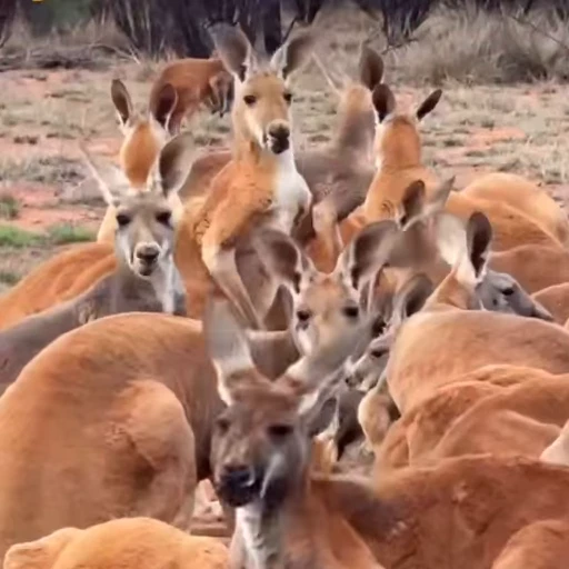 👂 Стикер «kangaroos» для Telegram