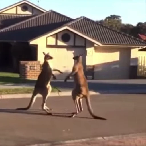 🥊 Стикер «kangaroos» для Telegram