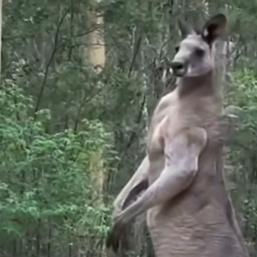 🤨 Стикер «kangaroos» для Telegram