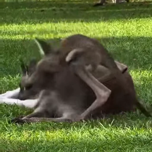 🫠 Стикер «kangaroos» для Telegram