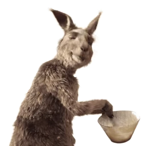 Стикерпак Kangaroo for для Telegram — скачать