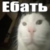 ❤️ Эмодзи «Капчони и пабло гандони» для Telegram